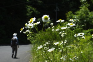 ﾋﾒｼﾞｮｵﾝ