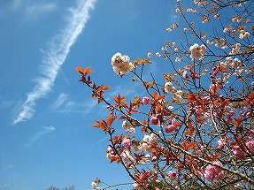 ﾌﾞﾛｸﾞ：as time goes byイメージ