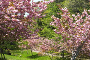 さくら満開（25/5）