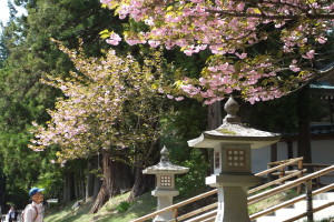 中尊寺本堂前の八重桜（平成25年5月）