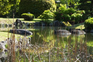 宇佐神宮　蓮池（25/5）