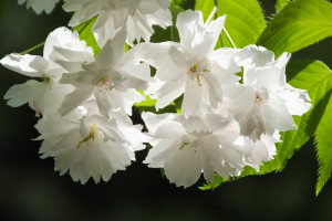 白八重桜（25年5月）